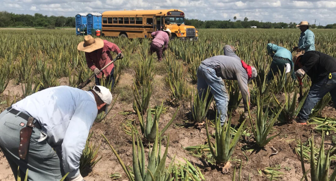 Piantagioni di aloe in Texas, Repubblica Dominicana e Messico di proprietà